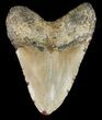 Huge, Megalodon Tooth - North Carolina #48896-2
